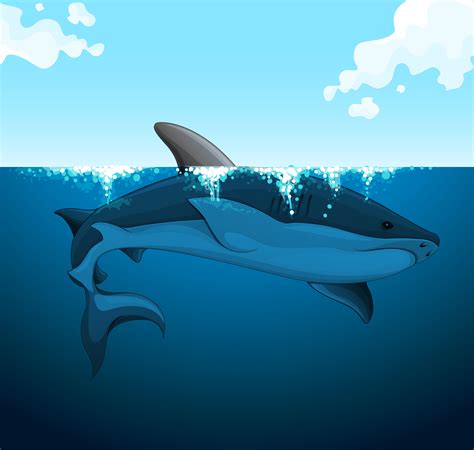 Big shark swimming under the water 300367 Vector Art at Vecteezy