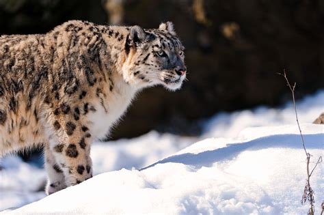 🔥 [100+] Animals in Snow Wallpapers | WallpaperSafari