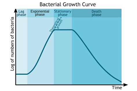 GROWTH CURVE OF BACTERIA (PHARMACEUTICAL MICROBIOLOGY NOTES)(S.Y B ...