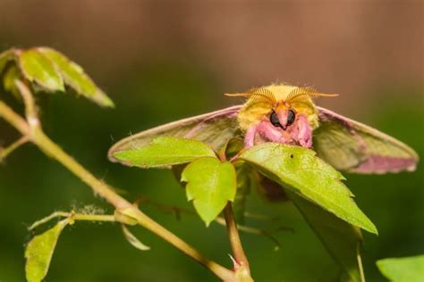 Rosy Maple Moth Life Cycle Free Shipping | www.gbu-presnenskij.ru