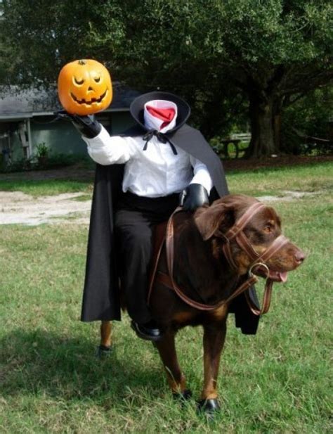 Funny Pet Costumes | Amazing Creatures