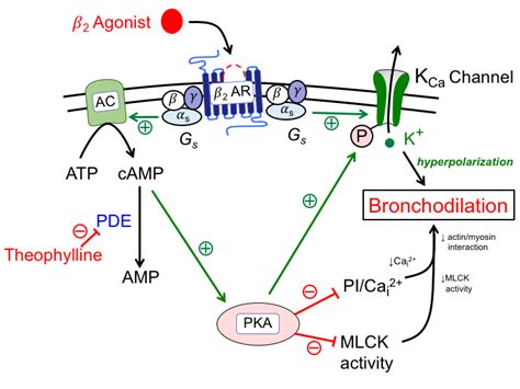 Ipratropium Mechanism Of Action