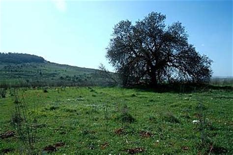 Pistachio Tree: Pictures, Images, Photos, Facts on Pistachio Trees