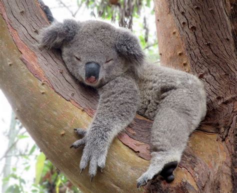 Cute Koala Sleeping in a Tree