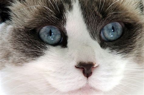 Ragdoll Cat Facts