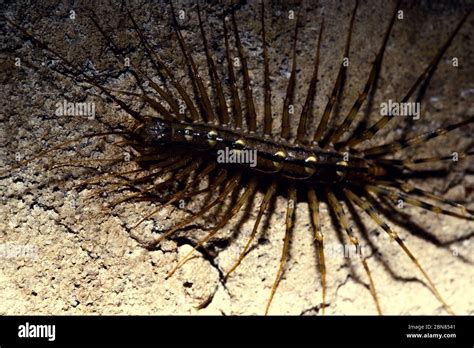 Scolopendrid centipede. Insect close-up Stock Photo - Alamy