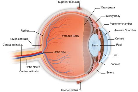 Basic Eye Anatomy - South Bay Ophthalmology