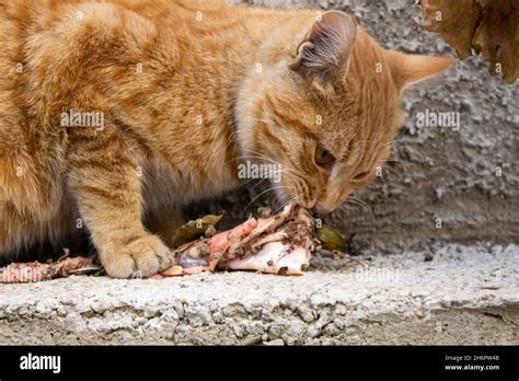 Orange stray cat eating raw meat, close-up photo of adorable stray cat ...