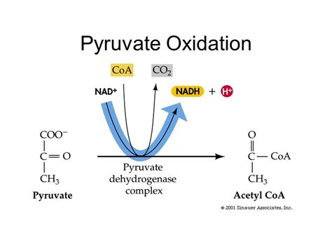 Pryruvate Oxidation And The Krebs Cycle | A-Level Biology Revision Notes