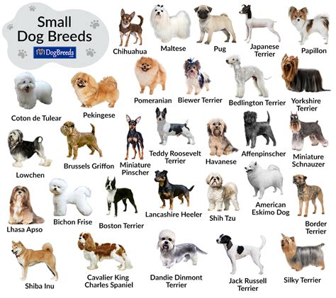 Small Dog Breeds Chart, Svg, Png, Jpg, 16*20" | westcoastcontrols.co.uk