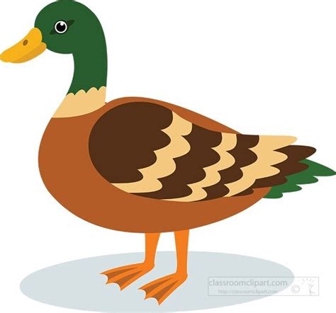 Duck Clipart-illustration of a mallard duck on a white background