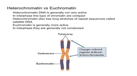 12 Interesting Difference between Heterochromatin and Euchromatin ...