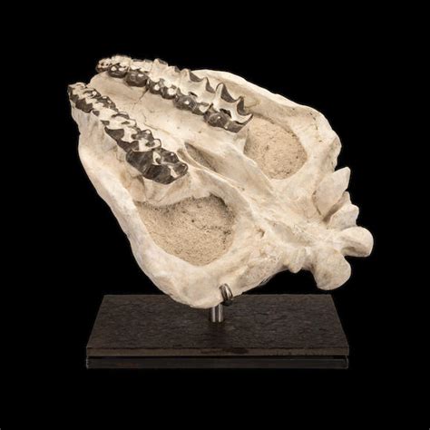 Bonhams : Titanothere Skull Dentition on Stand