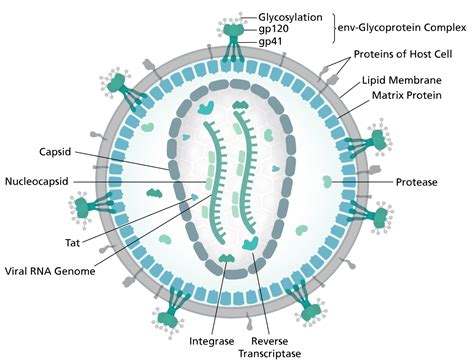 Structure, genome and proteins of HIV - Online Biology Notes