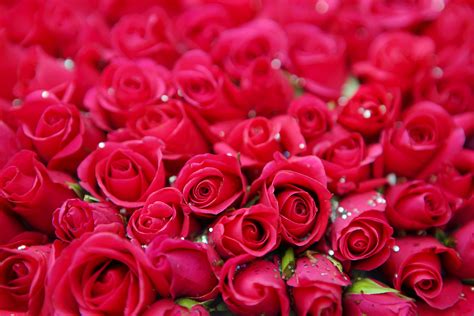 Love Rose Flower Photo Download - 100+ Pink Flower Images | Download ...