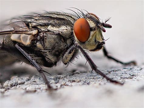 Human, Mouse, and Fly Brains All Use the Same Basic Mechanisms | Mind ...