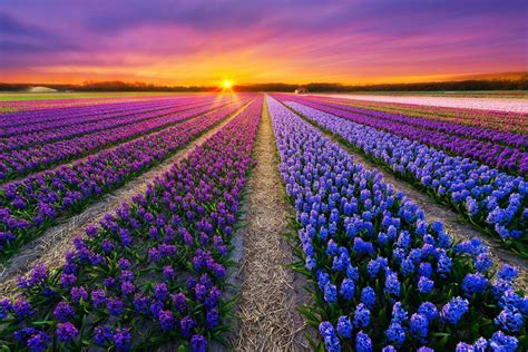 Lavender Fields Netherlands Wallpapers - Wallpaper Cave