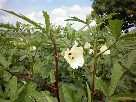 Okra (Lady's Finger) Nutrition Fact, Benefits, How to Cook, Recipes