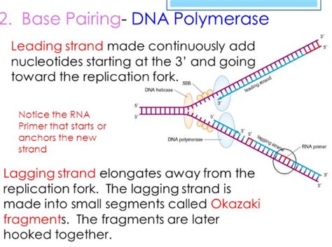 During DNA replication, Okazaki fragments are used to elongate.