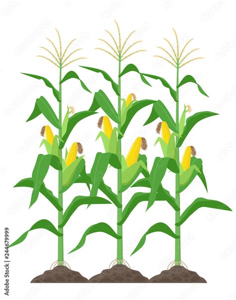 Corn stalks isolated on white background. Green corn plants on the ...