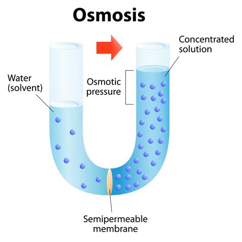 Osmosis Vs. Diffusion: How are They Different From Each Other ...