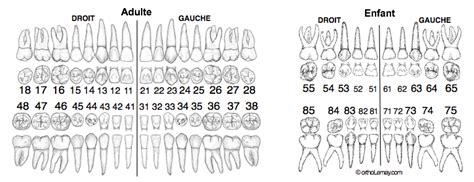 Odontogram, dental numbering FDI notation orthodontics