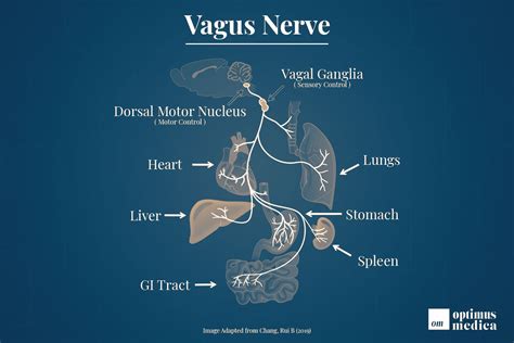 Vagus Nerve: The Most Important Part of Your Body | Optimus Medica