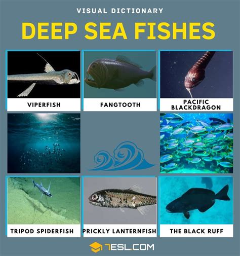 Deep Sea Fish | List of Fish that Live in the Deep Sea with Pictures ...