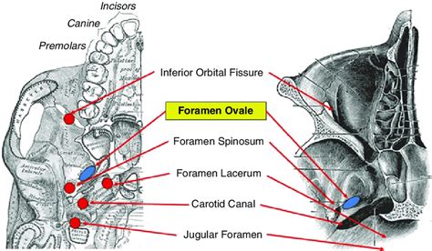 Skull Foramen Anatomy