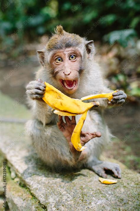 Expressive Monkey Eating Banana Stock Photo | Adobe Stock