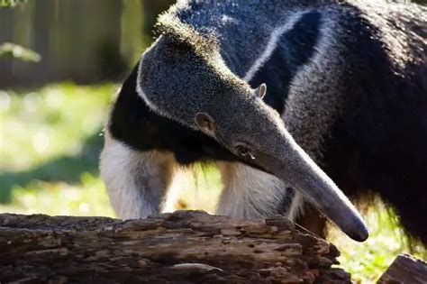 Anteater Facts | Anteater Habitat | Anteater Diet