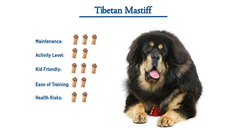 Tibetan Mastiff Dog Breed… Everything You Need to Know at a Glance!