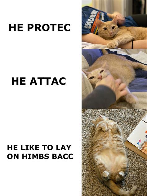 Not my meme but it is chonk gold. : r/Chonkers