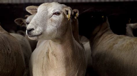 Winter shearing ewes: The benefits - Agriland.ie