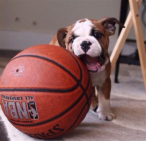 Puppies+basketball=life | Basketball, Dog show, Working dogs