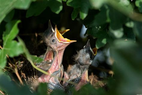 How to return a baby bird to its nest - Farm and Dairy