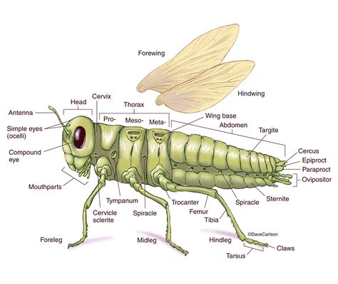 Cricket Anatomy Diagram