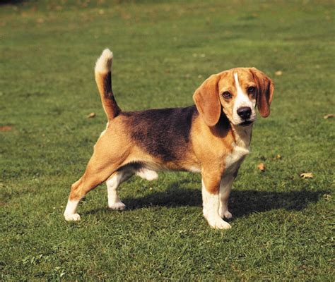 Beagles - www.learnquranbygrammar.com