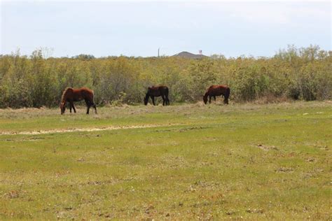 Corolla wild horses | Wild horses, Horses, Animals