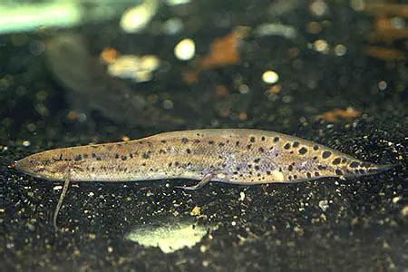 Protopterus annectens annectens (African Lungfish) — Seriously Fish