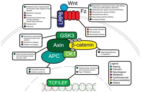 Wnt beta catenin Signaling Pathway - AnyGenes