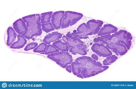 Human Thymus. Cortex and Medulla Stock Image - Image of microscopy ...