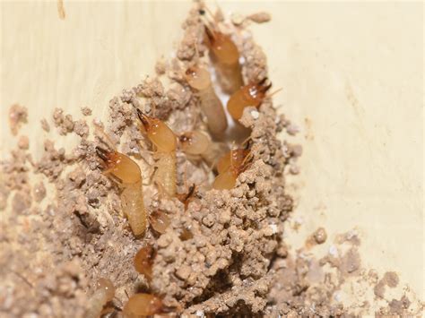 Subterranean Termites: Damage, Prevention, & Control: NPMA