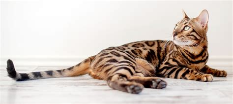 Bengal Cat Colors - 6 Common to Rare Coat Colors & Patterns