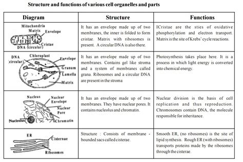 List of Plant Cell Organelles