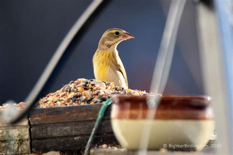 Dickcissel - Big Year Birding