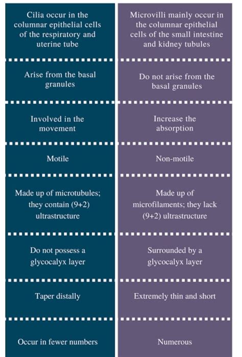 Q. What is the difference between microvilli and cilia ? - Brainly.in