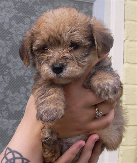 borkie! (bichon and yorkie mix) | Cute dogs, Yorkie mix, Yorkie ...