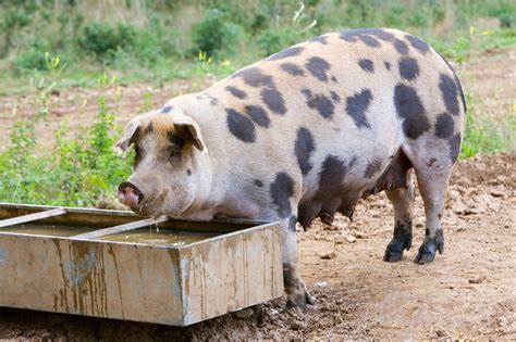 7 Pig Breeds to Raise on Your Farm