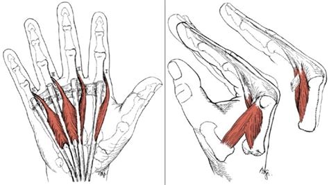 Lumbricals | Hand therapy, Massage therapy, Hand health